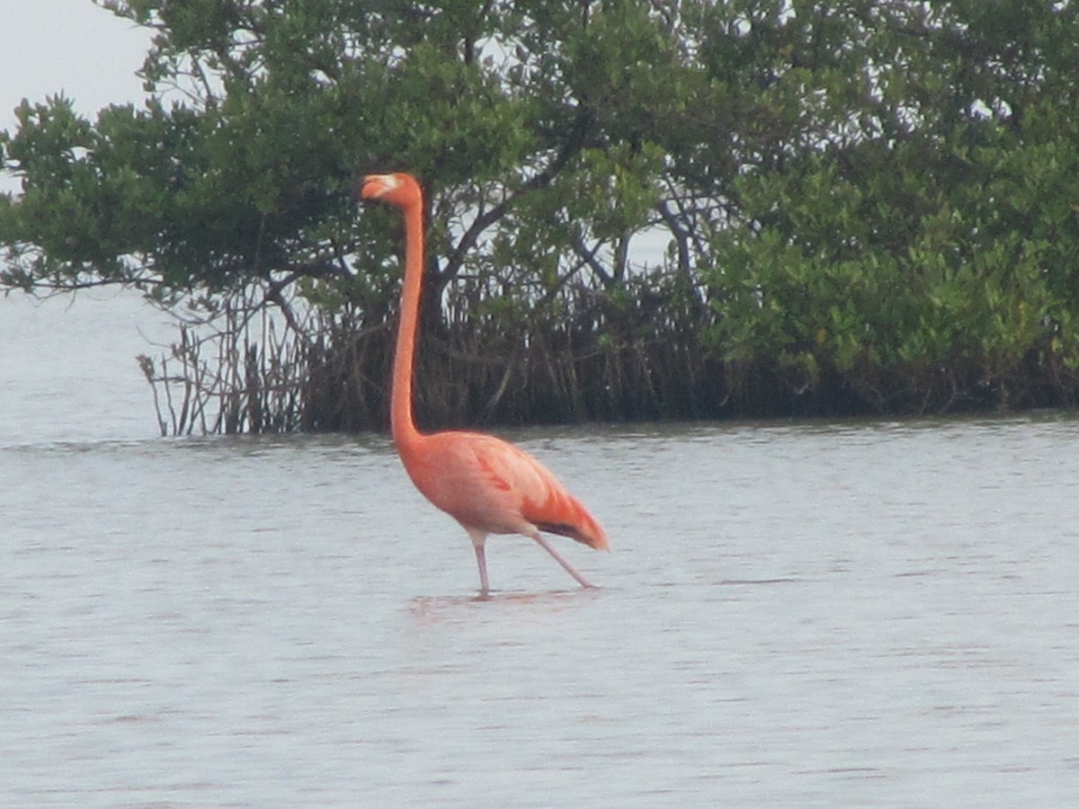 American Flamingo - Jose Martinez De Valdenebro