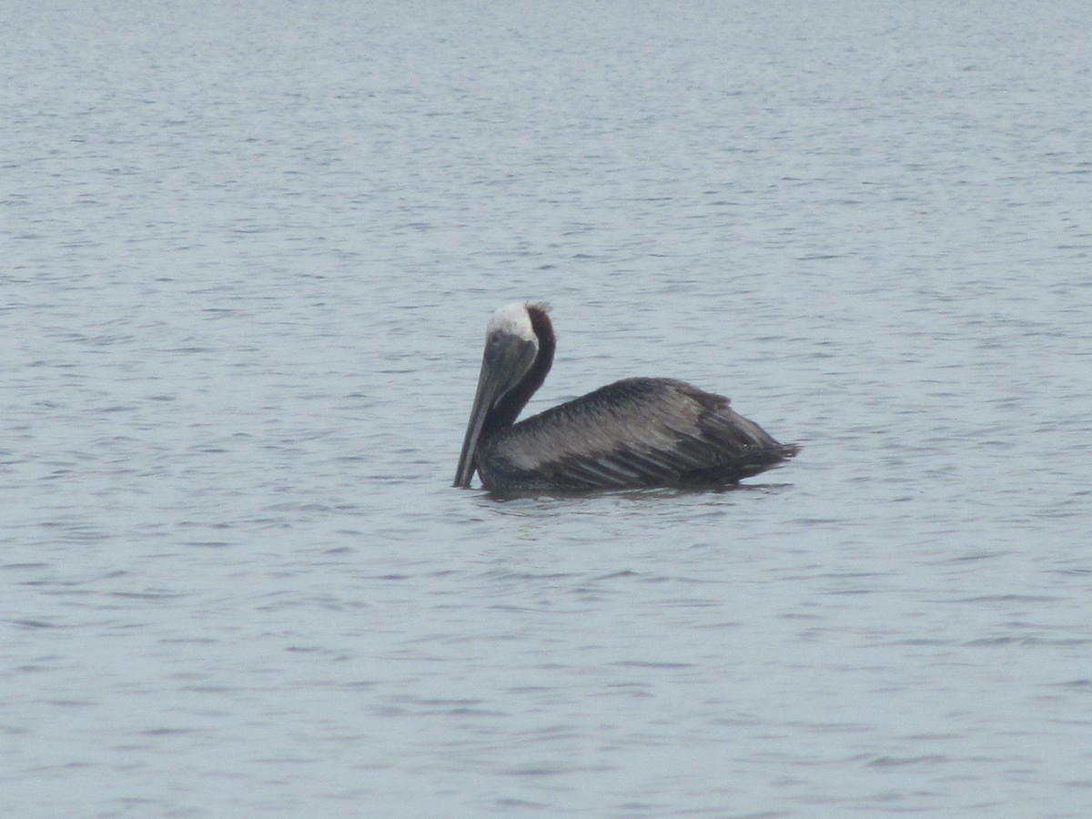 pelikán hnědý - ML60471681