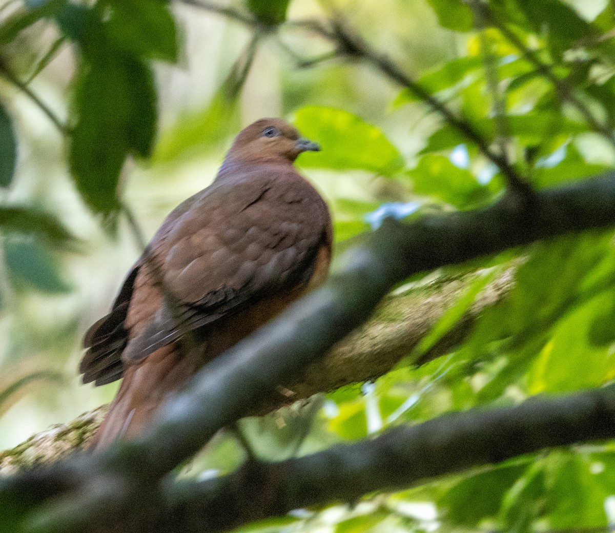 Brown Cuckoo-Dove - ML604721791