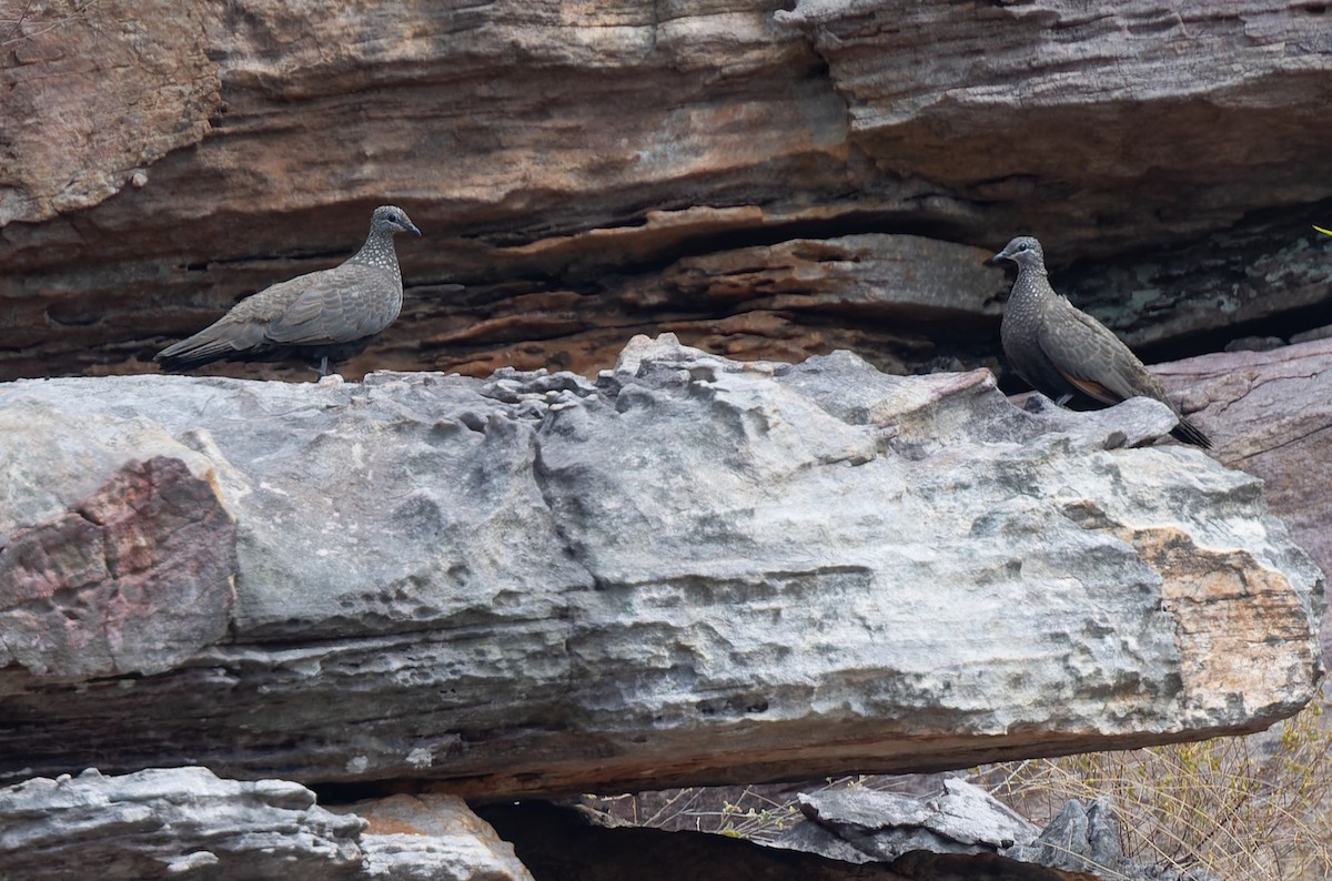 Chestnut-quilled Rock-Pigeon - Geoff Dennis