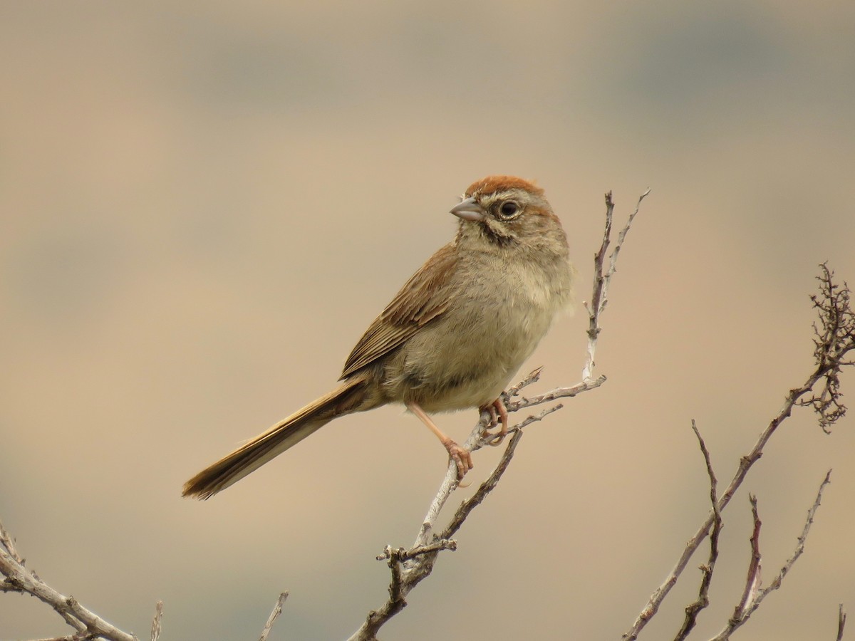 Rufous-crowned Sparrow - ML60472531