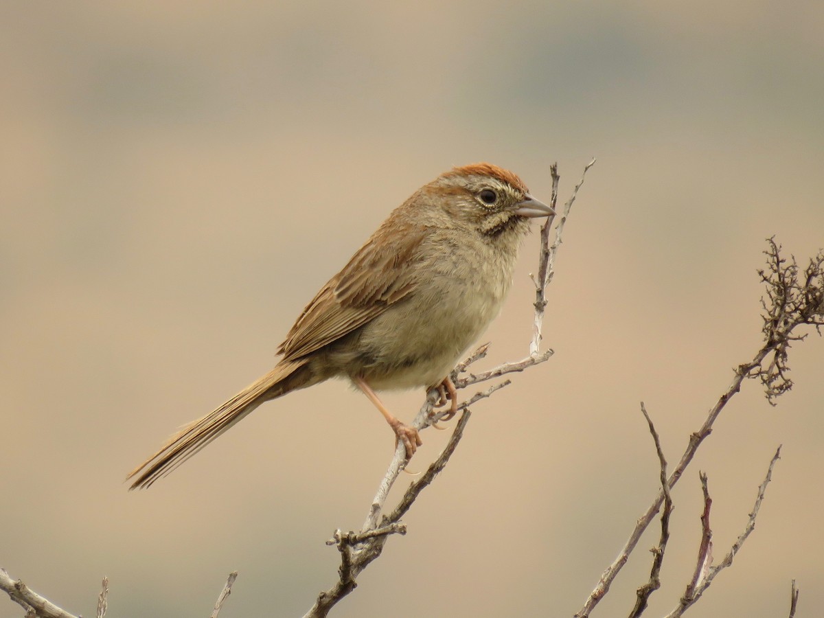 Rufous-crowned Sparrow - John van Dort
