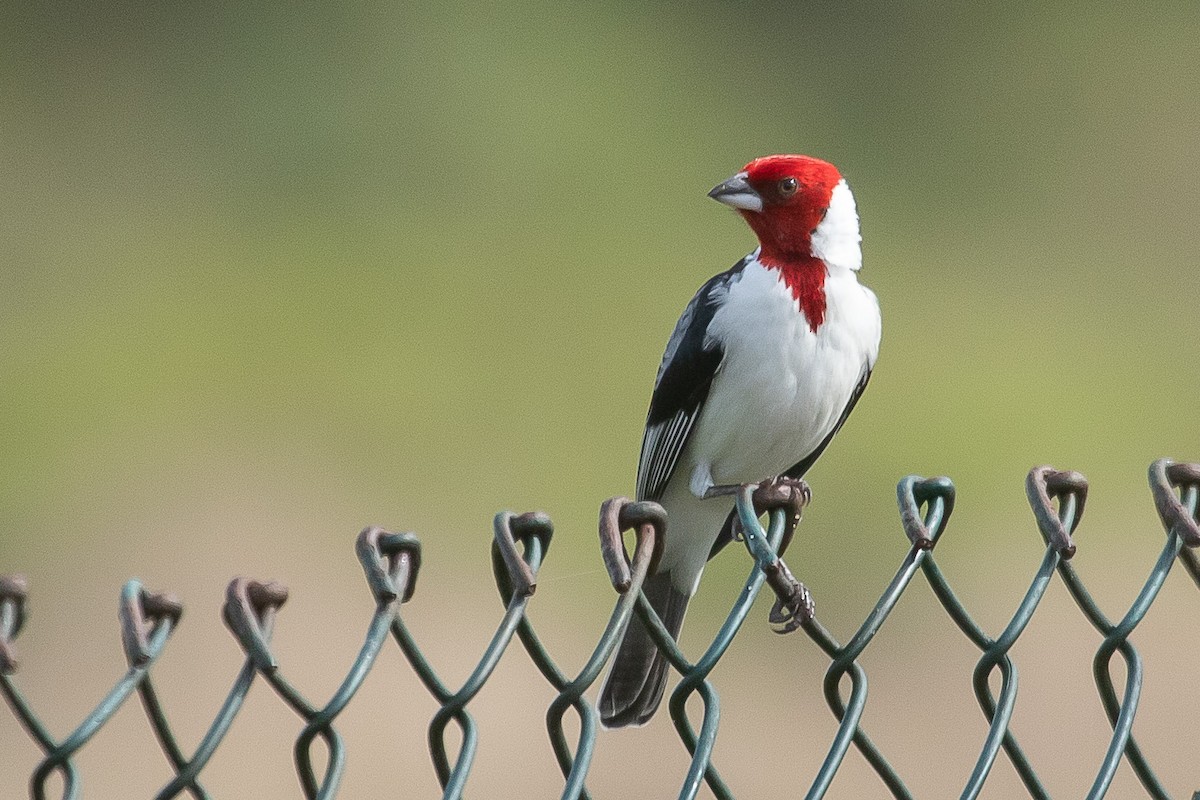 Red-cowled Cardinal - ML604732111