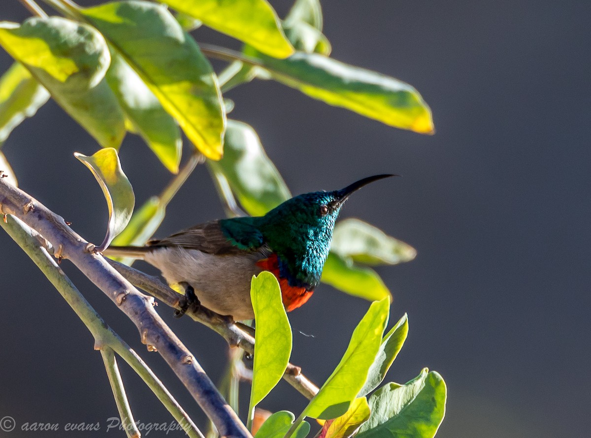 Southern Double-collared Sunbird - ML60473621
