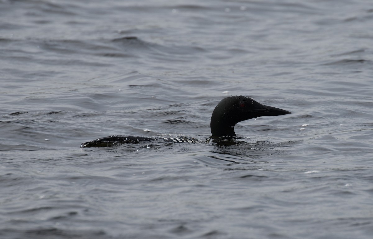 Common Loon - ML604736651
