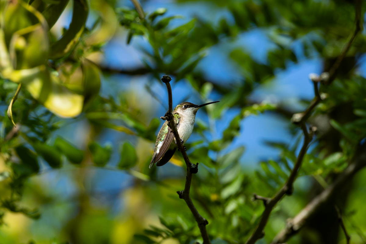 Ruby-throated Hummingbird - Han Tay