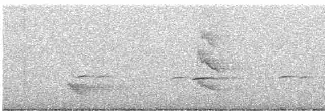 White-eared Honeyeater - ML604739621