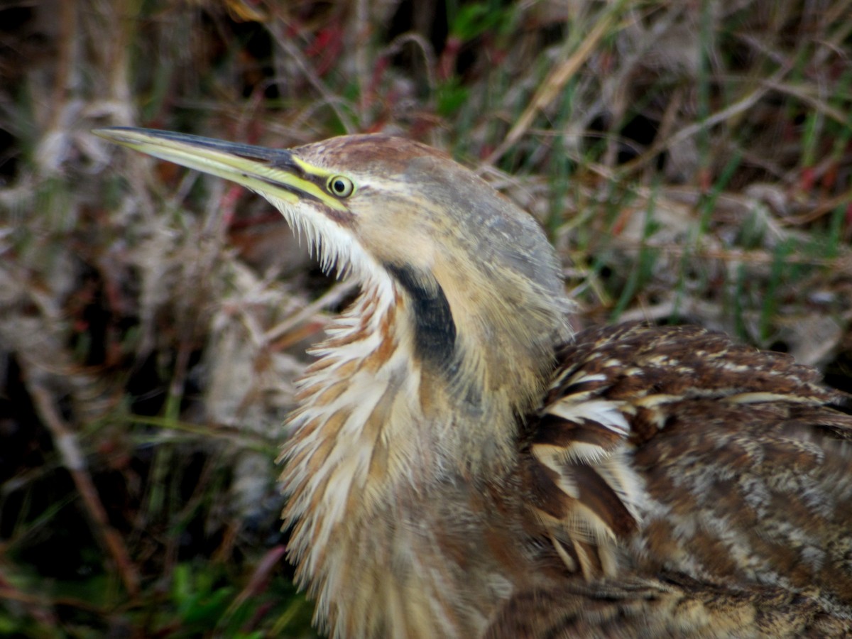 American Bittern - ML604741591