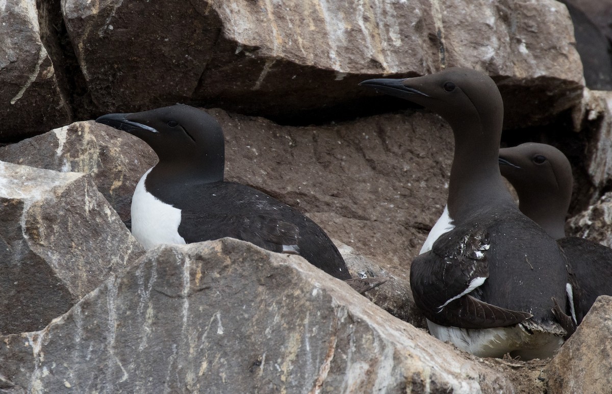 Thick-billed Murre - ML604744971