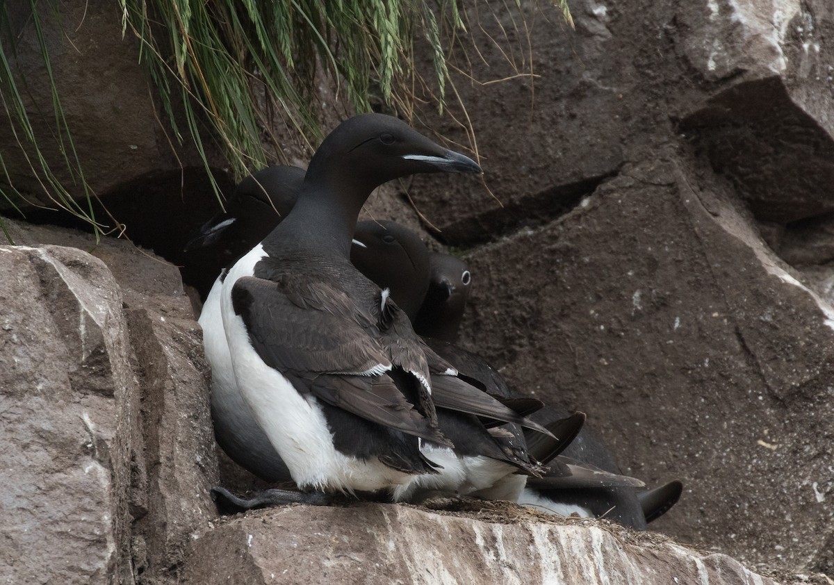 Thick-billed Murre - ML604744981