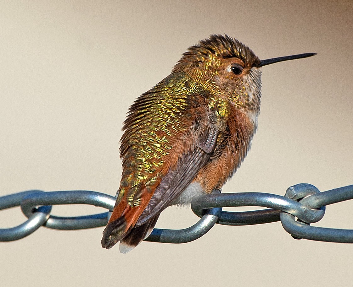 Rufous Hummingbird - Kenneth Butler