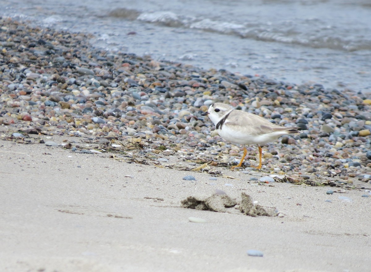 Piping Plover - ML604745821