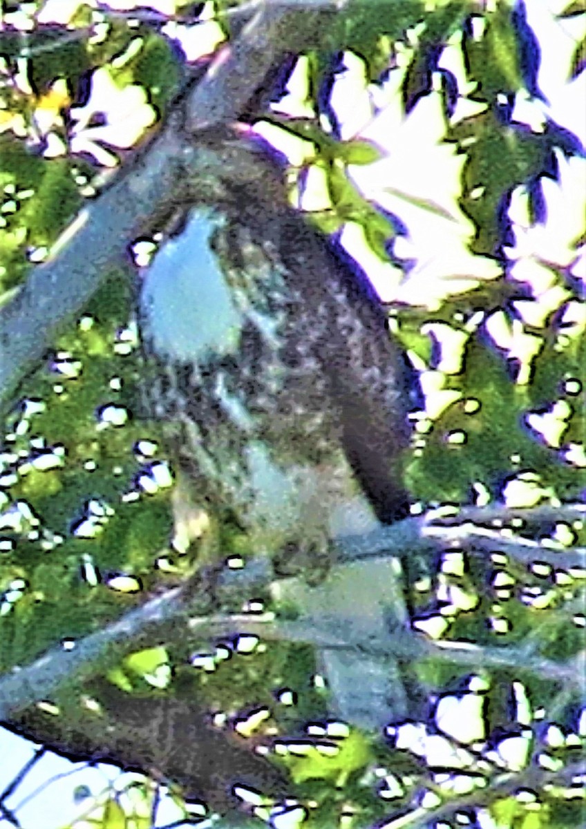 Red-tailed Hawk - ML604750951