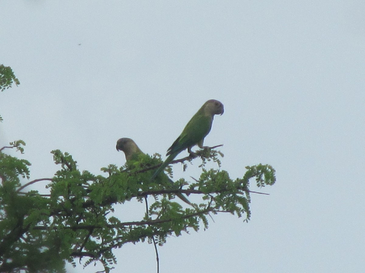 Brown-throated Parakeet - Jose Martinez De Valdenebro