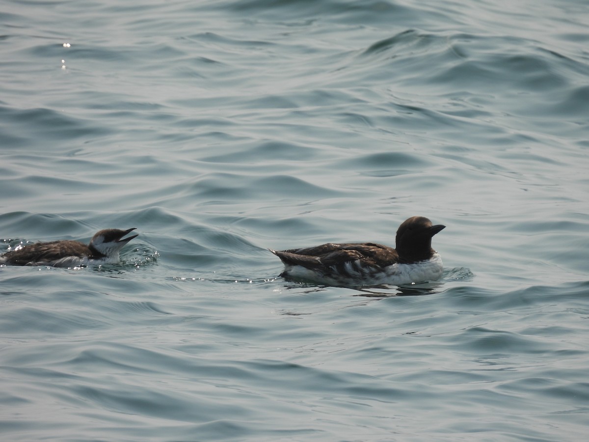 Common Murre - Isaac Smith