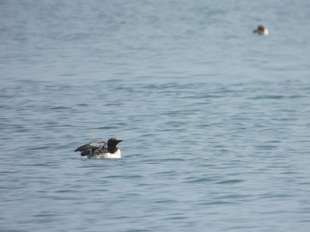 Common Murre - Isaac Smith