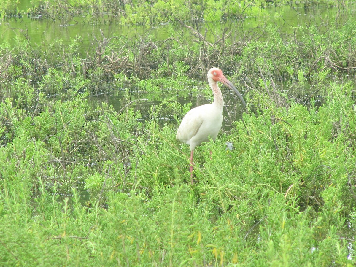ibis bílý - ML60475341