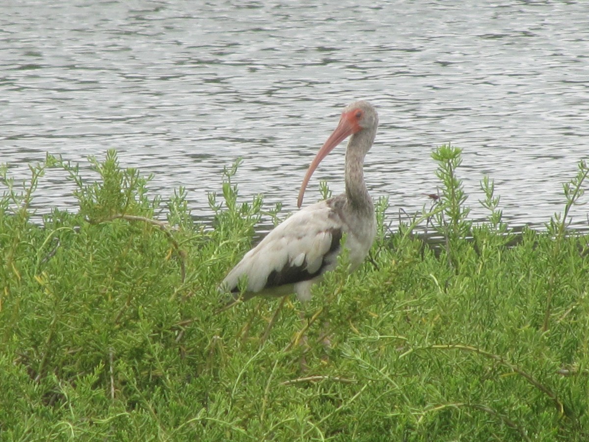 ibis bílý - ML60475351