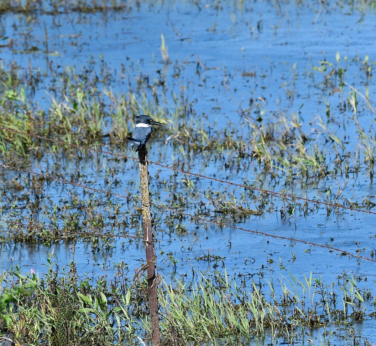 Belted Kingfisher - ML604754571