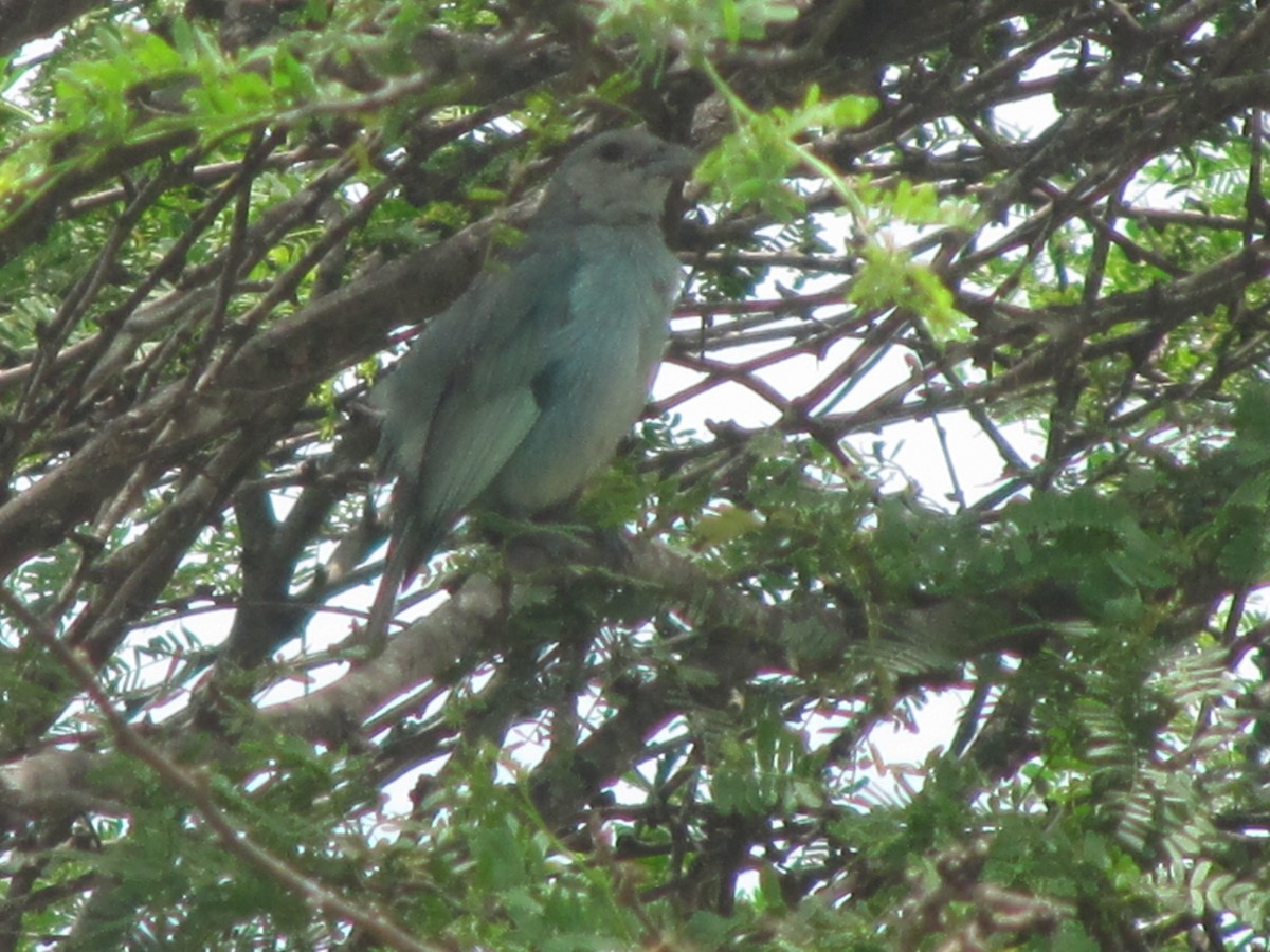Glaucous Tanager - ML60475611