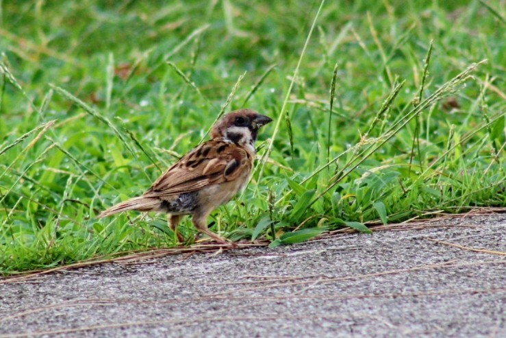 Eurasian Tree Sparrow - ML604757621