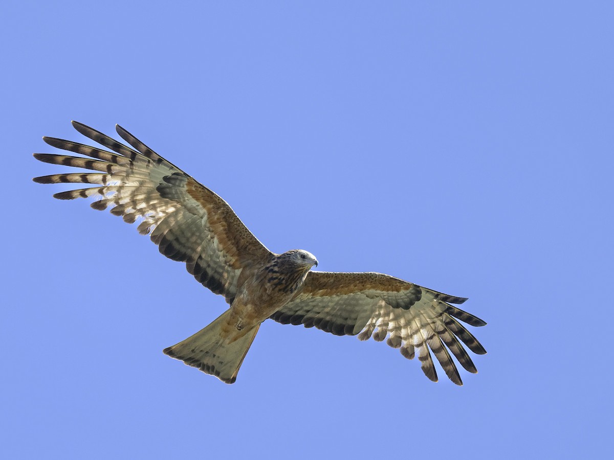 Square-tailed Kite - ML604759151
