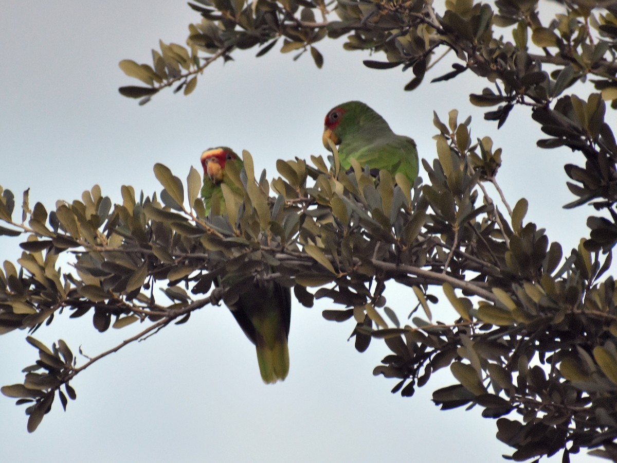 White-fronted Parrot - ML604759901