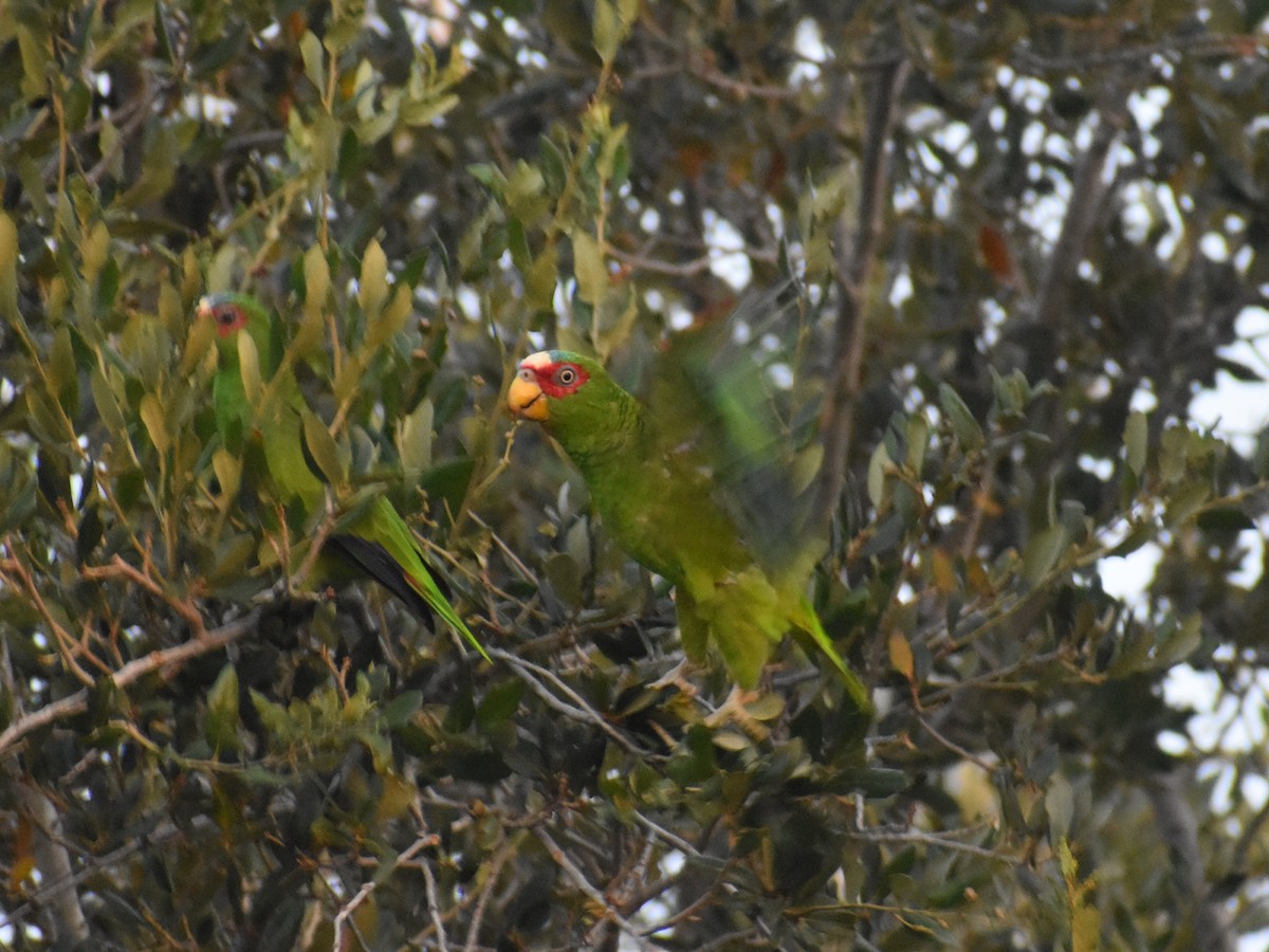 White-fronted Parrot - ML604759911