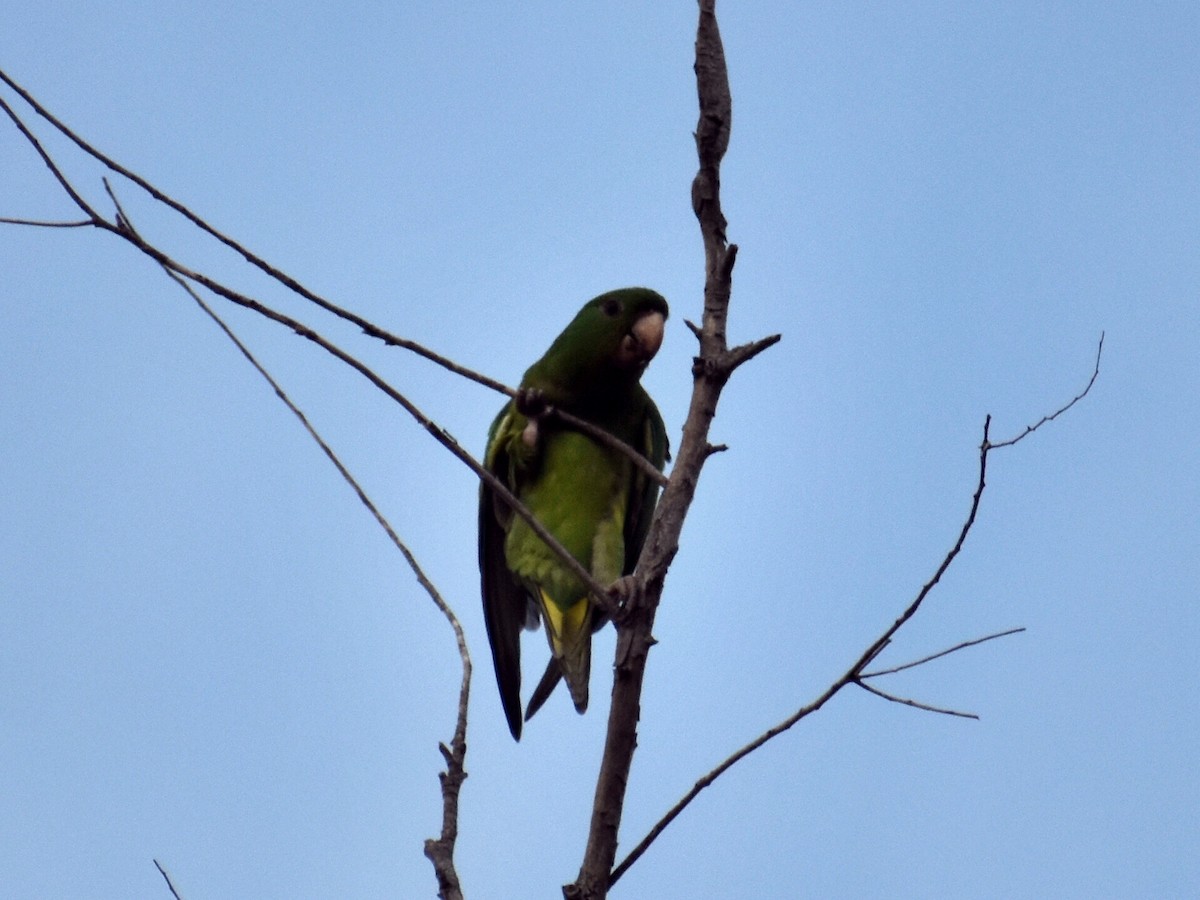 Green Parakeet - ML604760001
