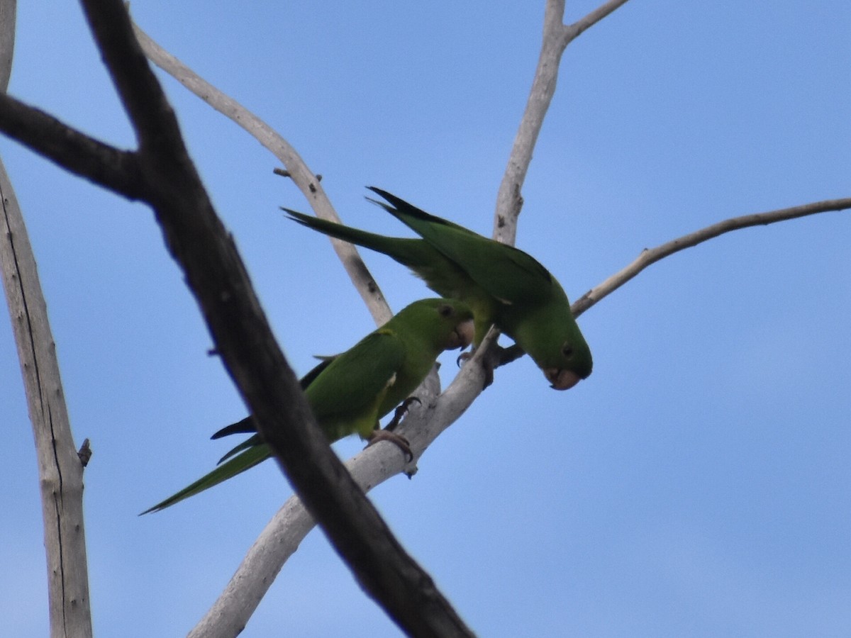 Meksika Yeşil Papağanı - ML604760011
