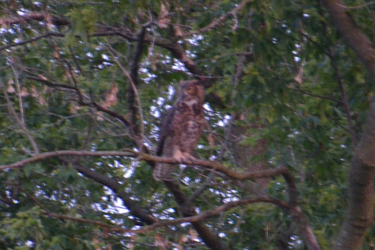 Great Horned Owl - ML604760441