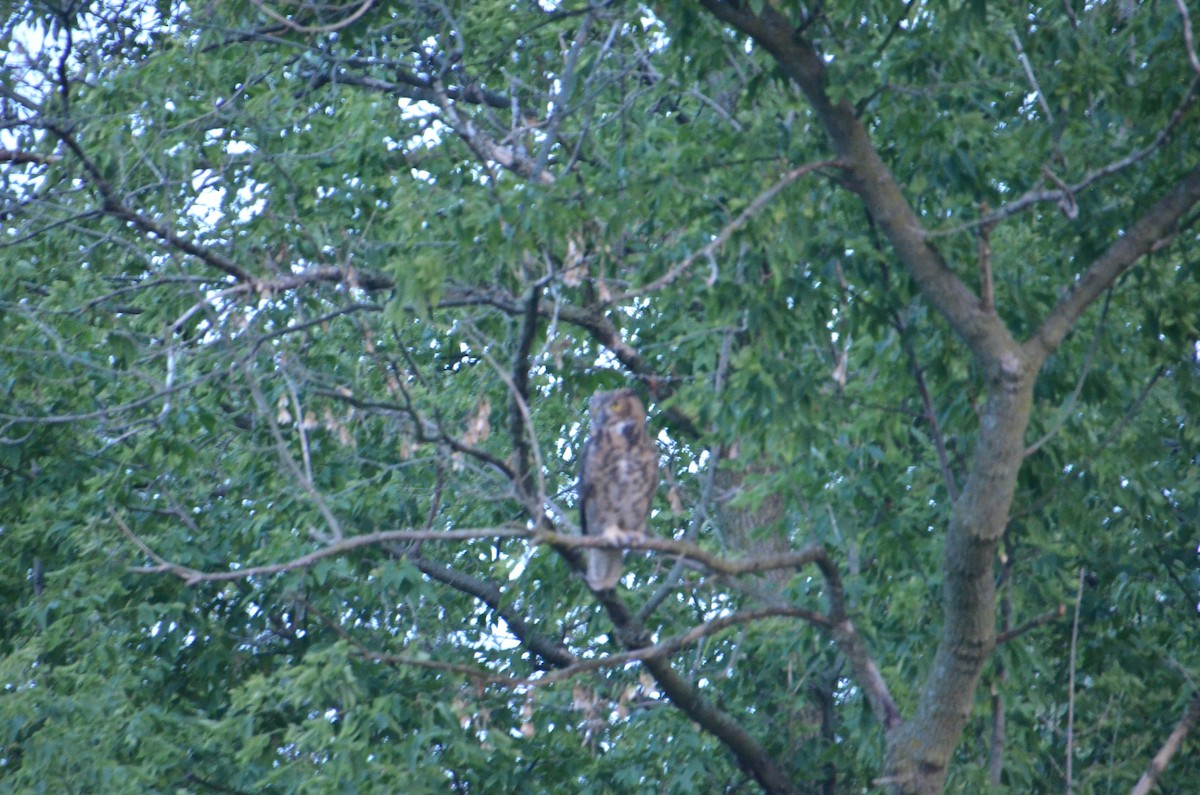 Great Horned Owl - ML604760611
