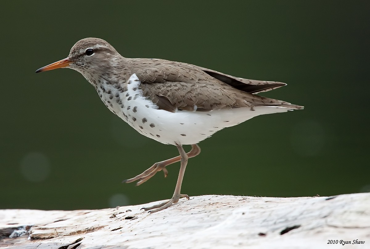 Spotted Sandpiper - Ryan Shaw