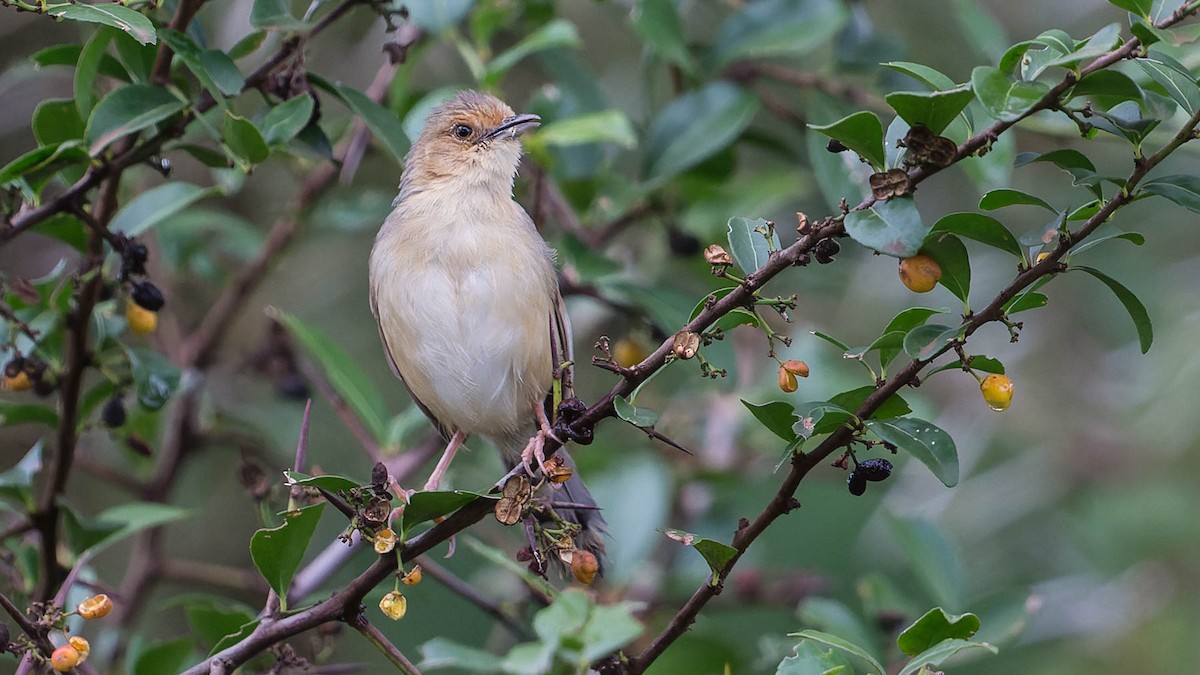 Red-faced Cisticola - David Newell