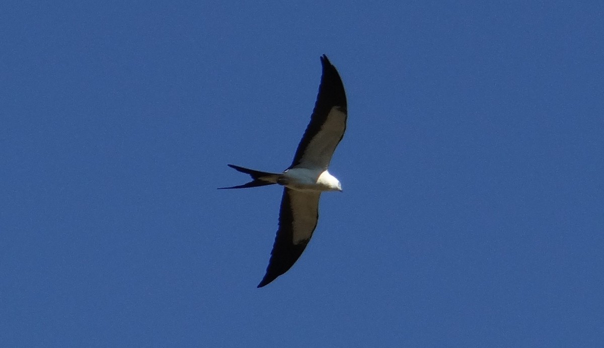 Swallow-tailed Kite - ML604762361