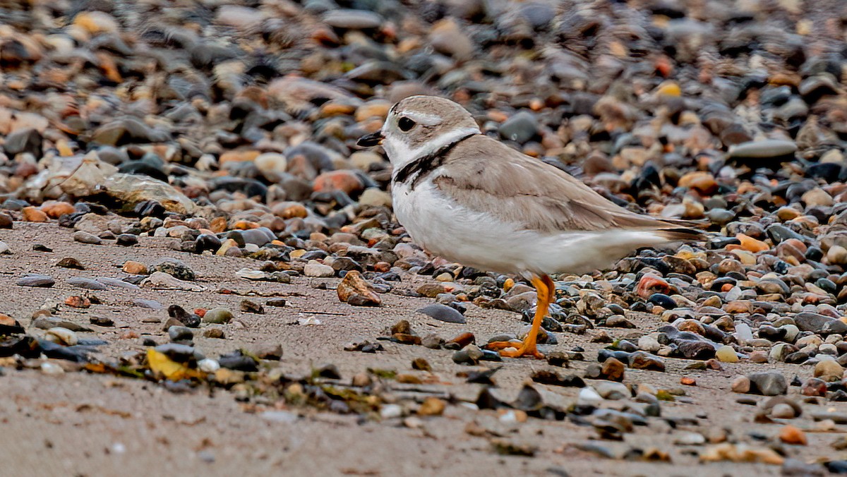 Piping Plover - ML604763921