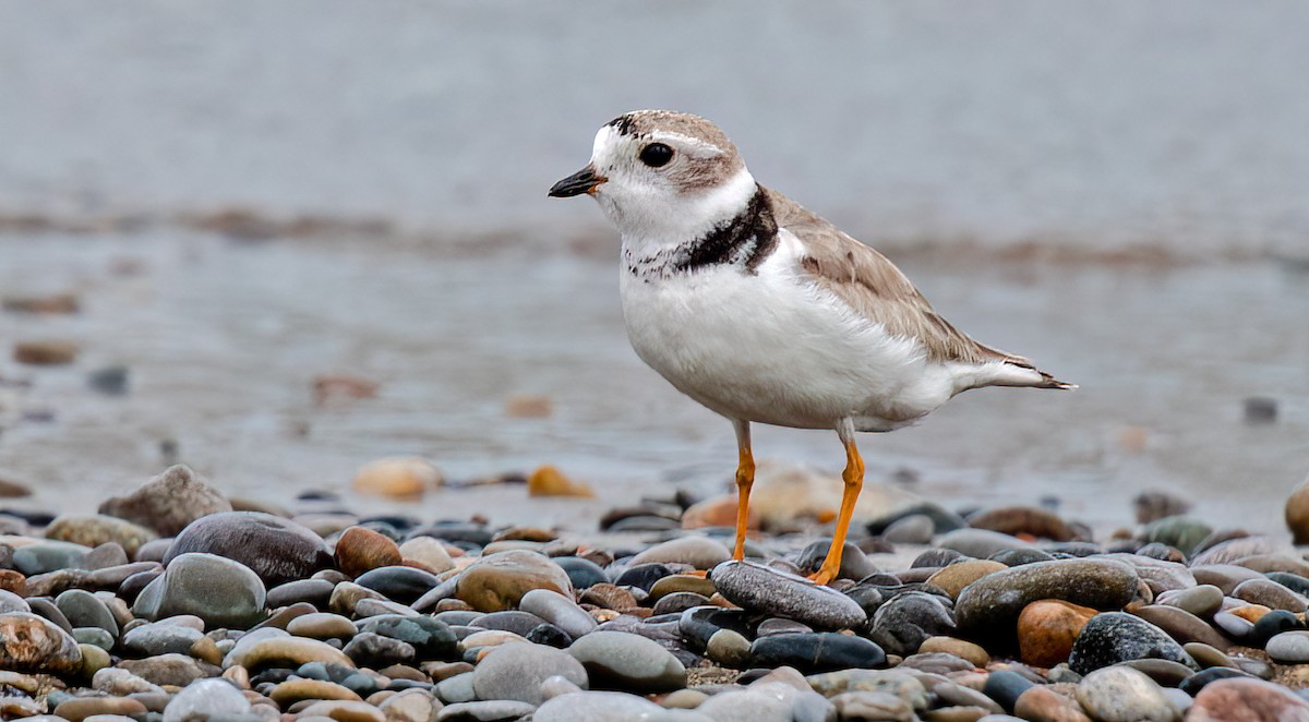 Piping Plover - ML604764001