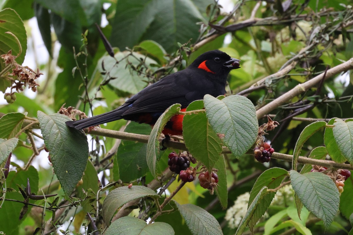 Scarlet-bellied Mountain Tanager - ML604764351