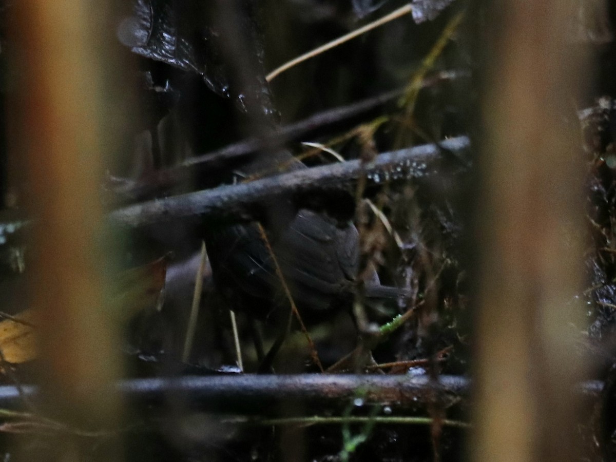 Silvery-fronted Tapaculo - ML604765061