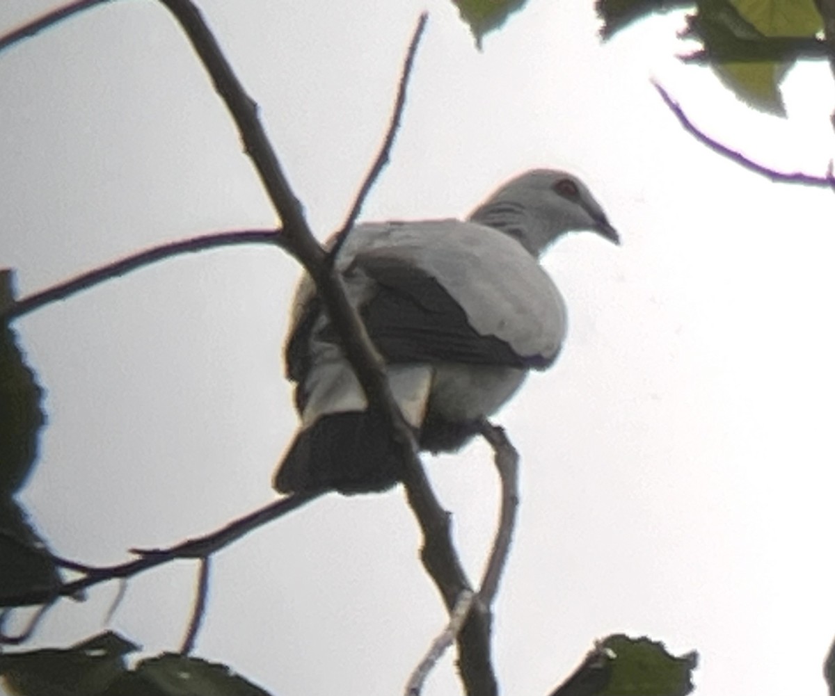 Silvery Wood-Pigeon - ML604767891