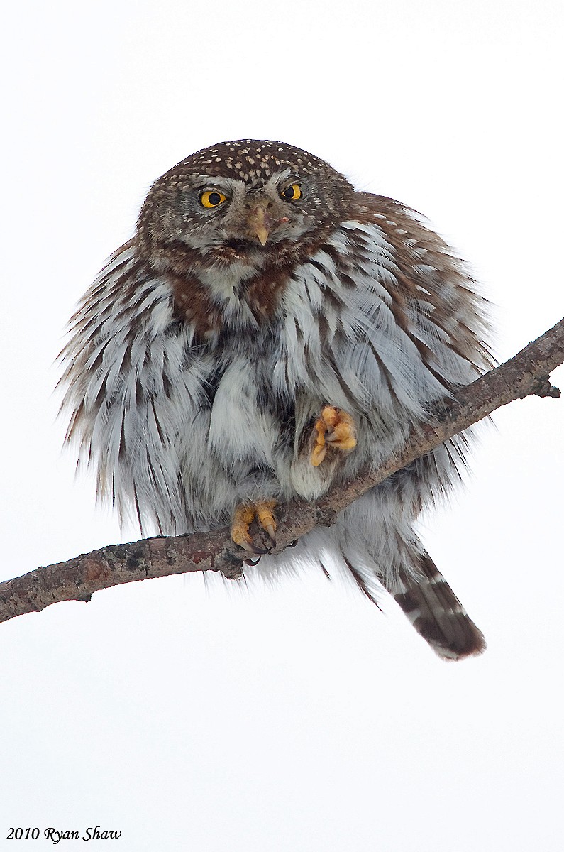 Northern Pygmy-Owl - ML60476801