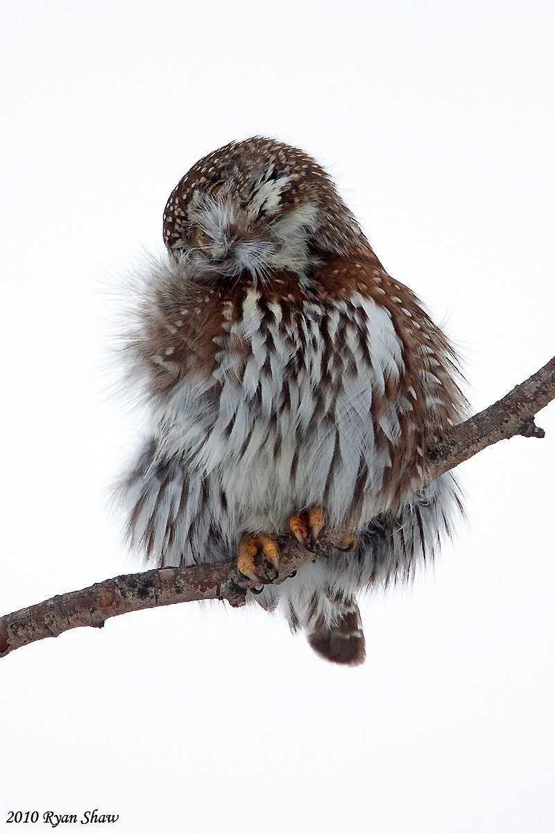 Northern Pygmy-Owl - ML60476811