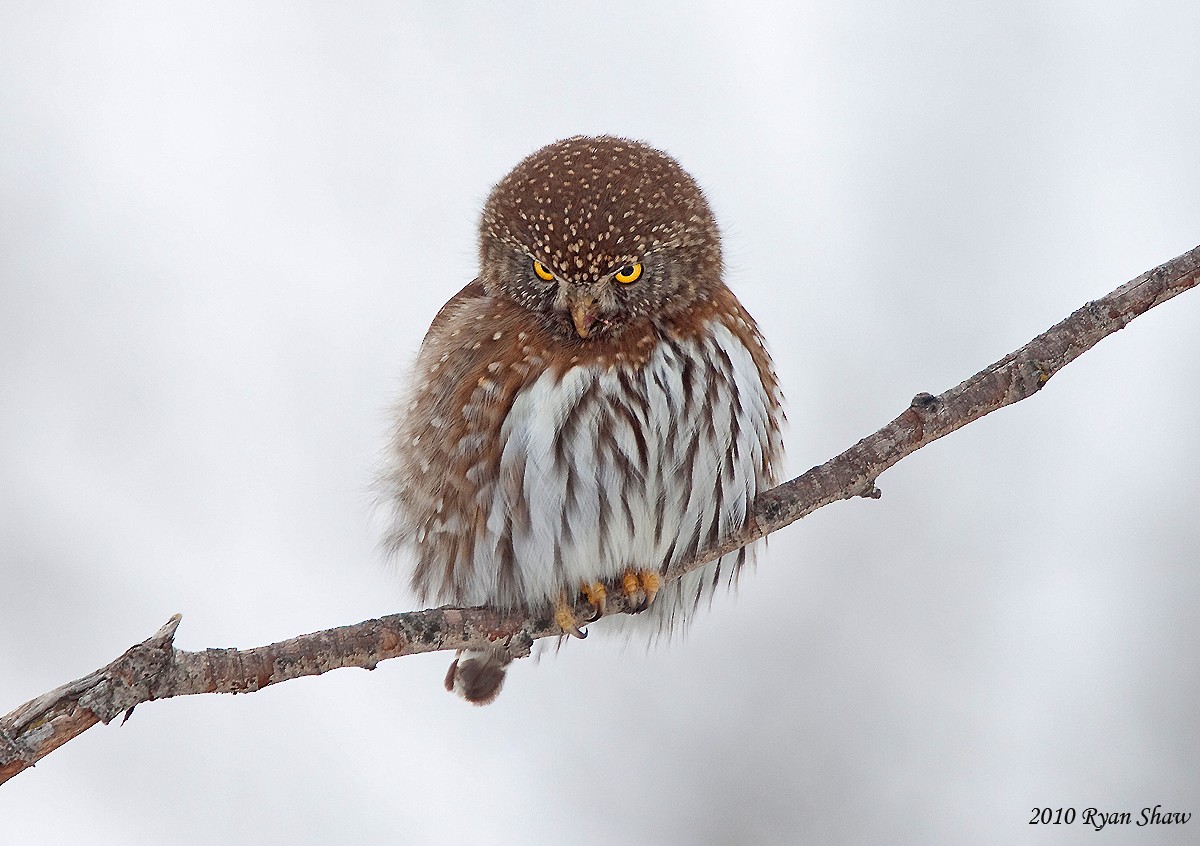Northern Pygmy-Owl - ML60476821