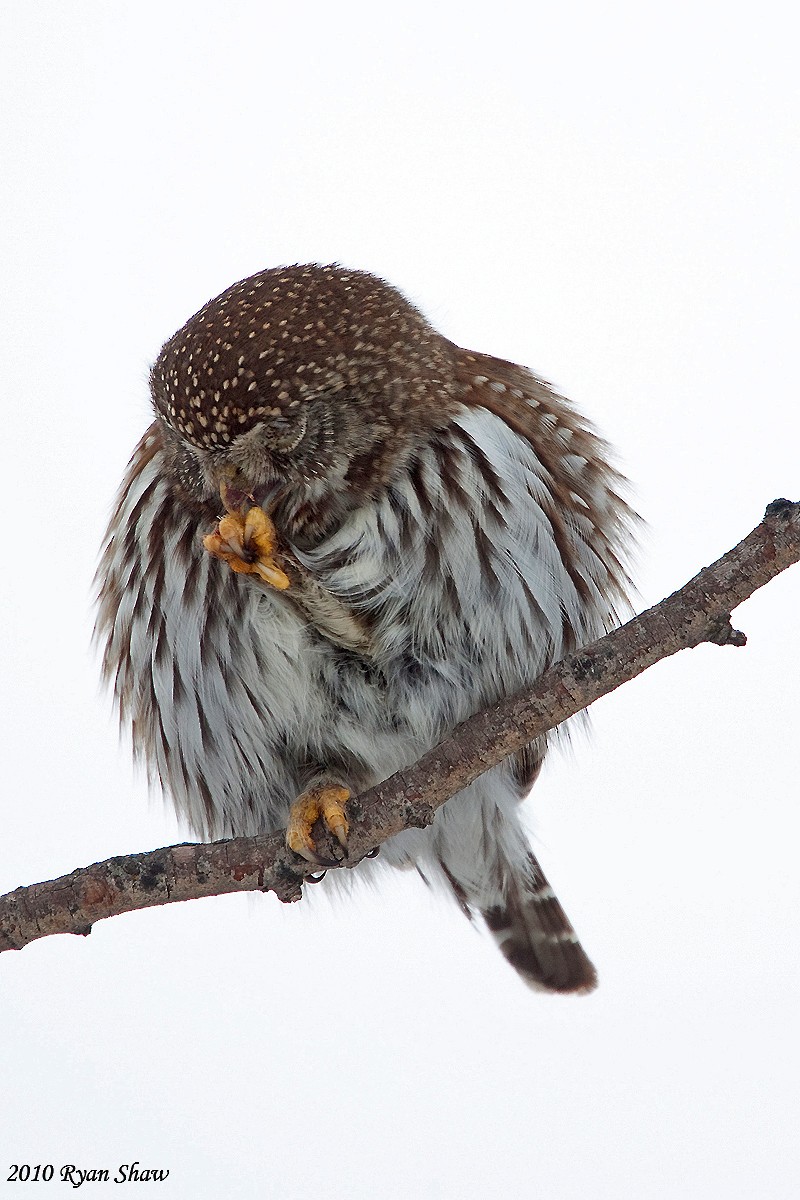 Northern Pygmy-Owl - Ryan Shaw