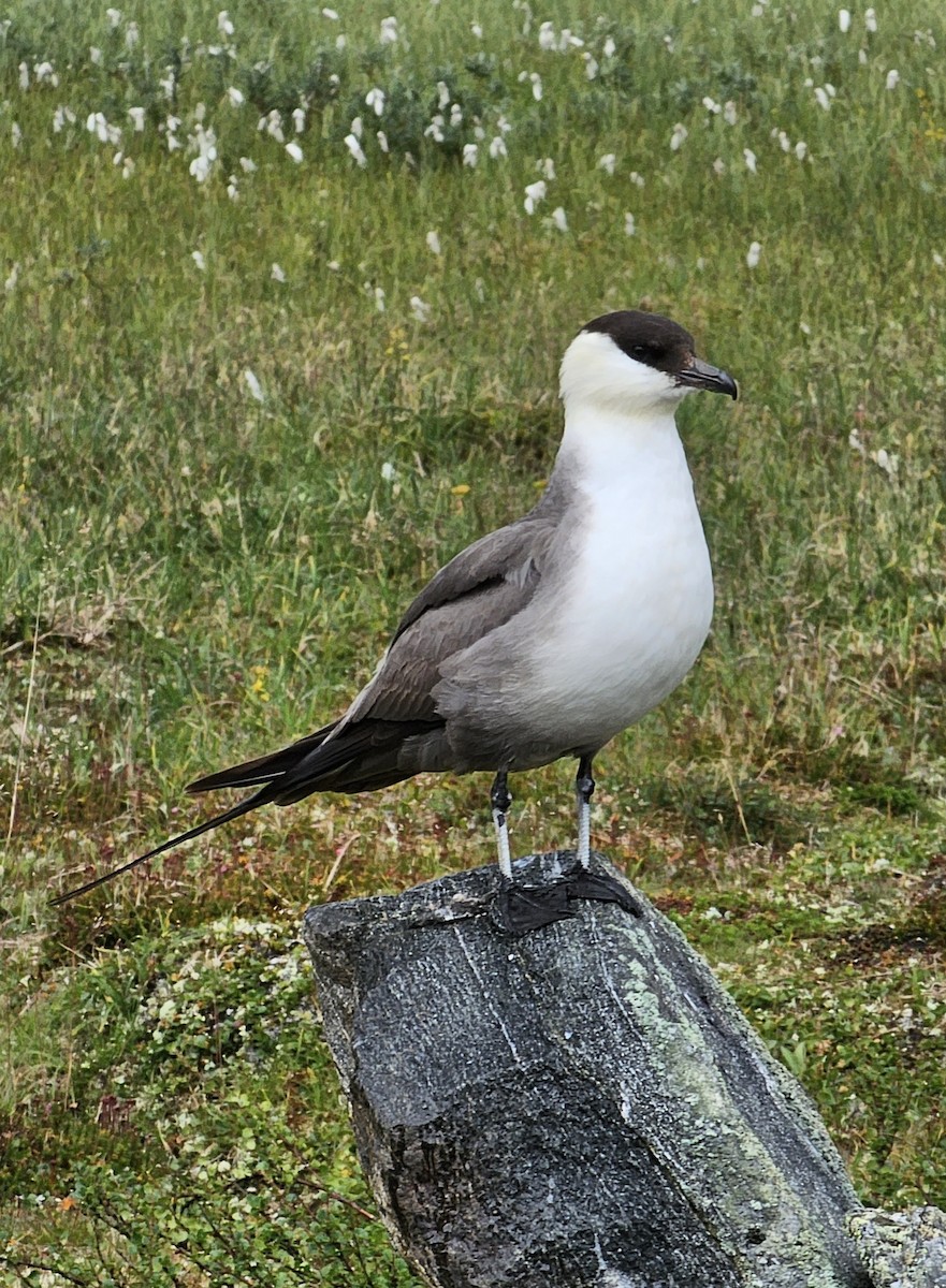Long-tailed Jaeger - ML604770331
