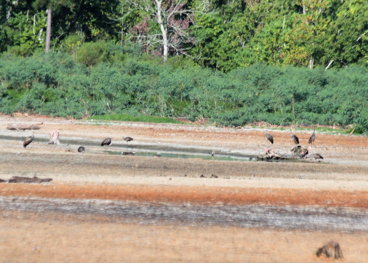 eBird Checklist 17 Aug 2023 Lakeside Park, The Woodlands 29 species