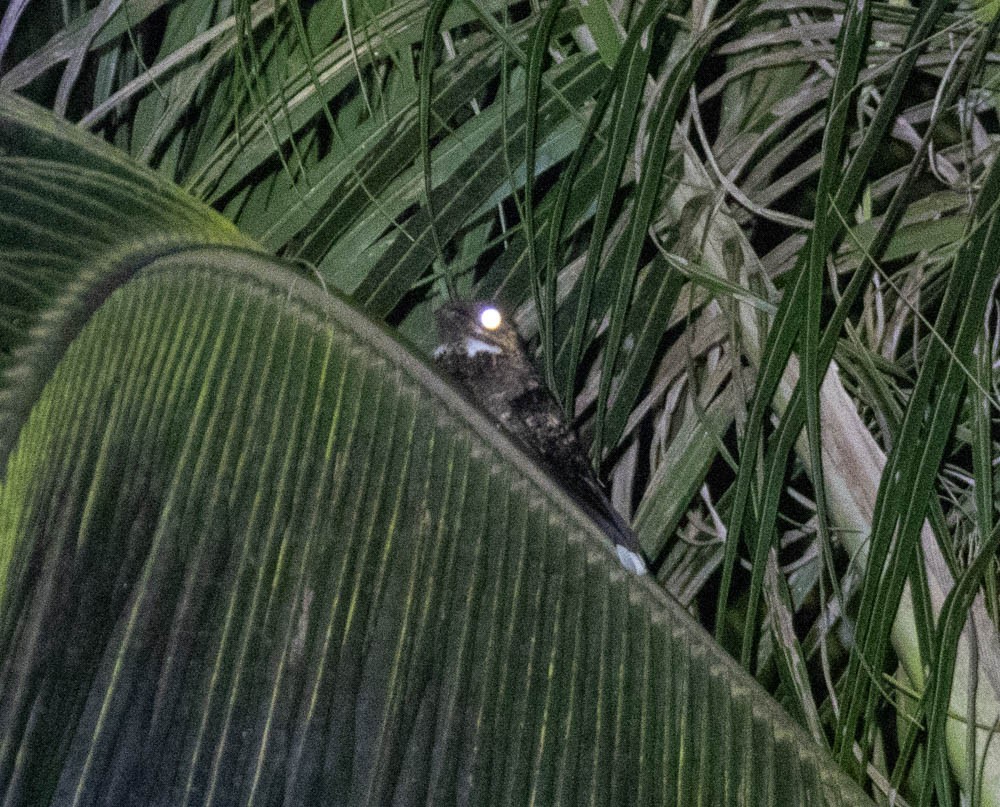 Sulawesi Nightjar - ML604773741