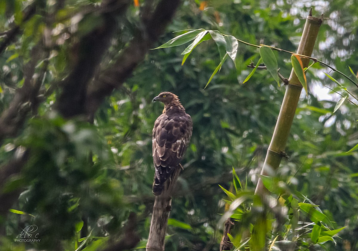Oriental Honey-buzzard (Indomalayan) - ML604774181