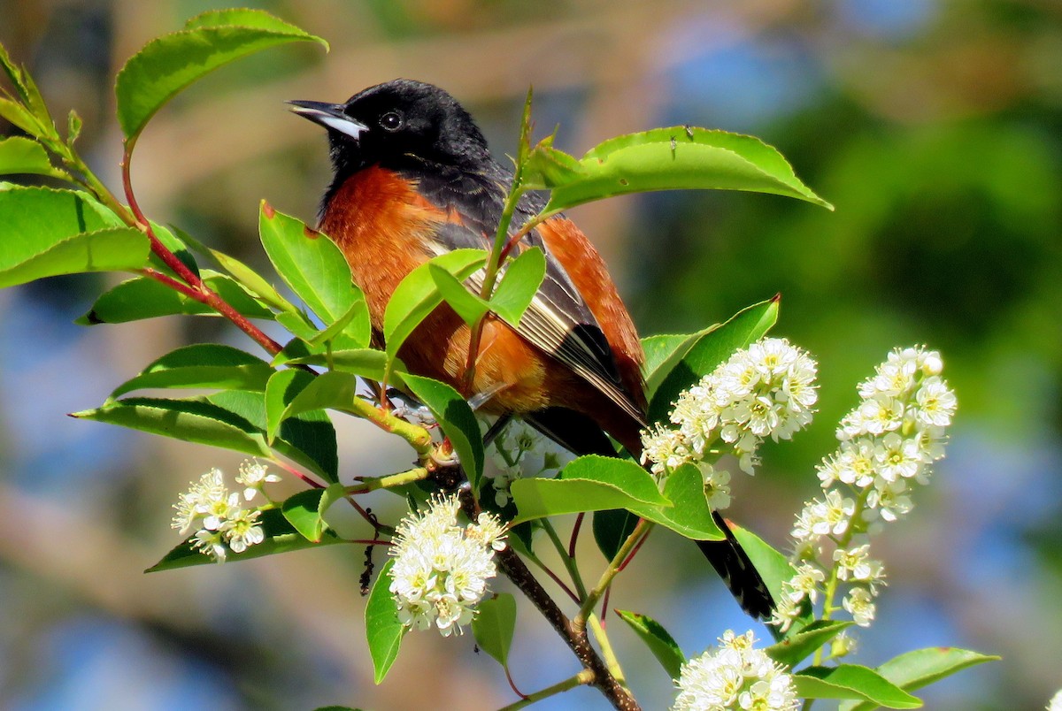 Orchard Oriole - ML60477561