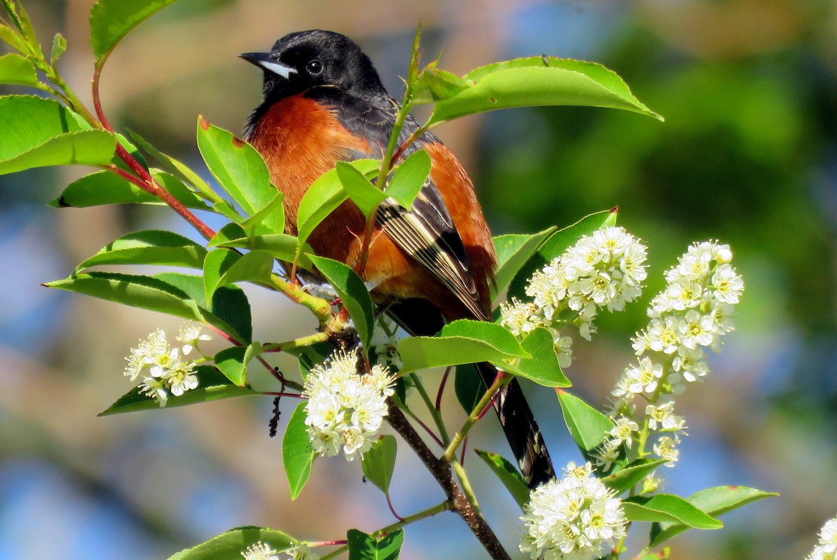Orchard Oriole - ML60477581